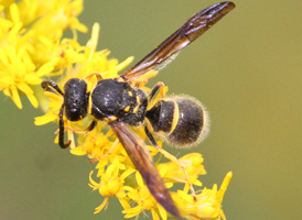 Ancistrocerus campestris